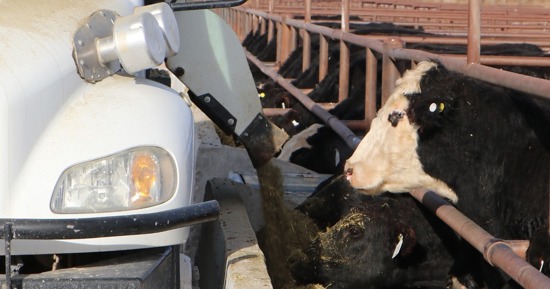 Cutline - When introducing whole, raw soybeans into your cattle’s diet, do so slowly. Photo by Chabella Guzman