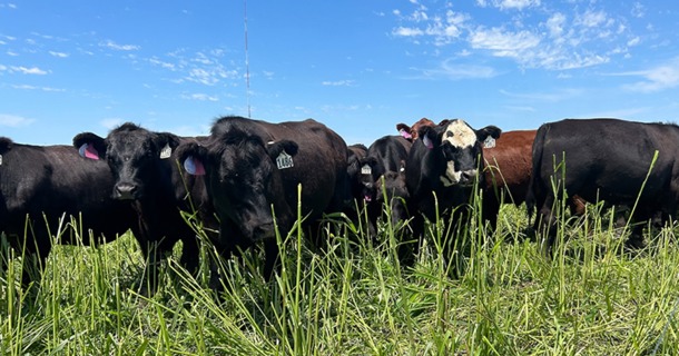 Cattle graze annual forages. Photo by Mary Drewnoski