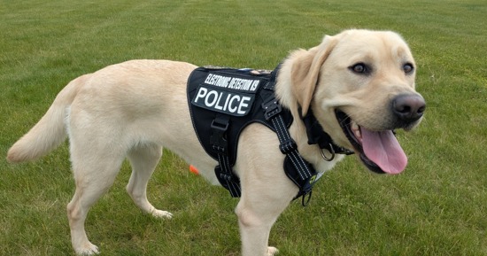 NSP Adds Electronics Storage Detection K9 to Tech Crimes Unit