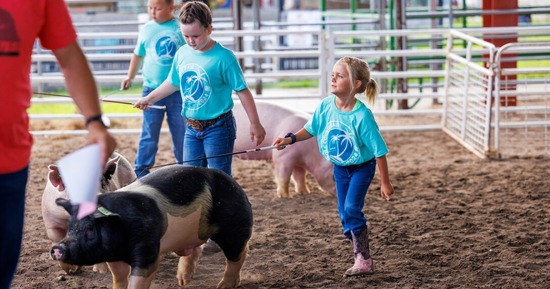 Ivy Mentink, 5, coaxes her pig around the ring in the Clover Kids competition during the Polk County Fair in Osceola, Nebraska, in July 2024. (Craig Chandler/University Communication and Marketing)