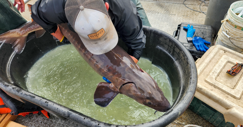 Rare Lake Sturgeon Made 681-Mile Swim