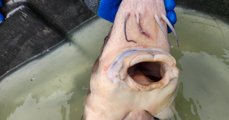Rare Lake Sturgeon Made 681-Mile Swim